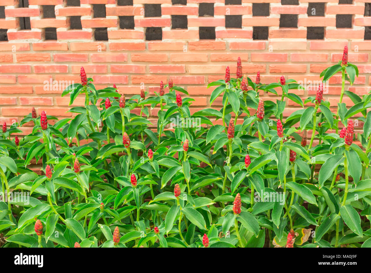 Zingiber zerumbet Smith red flower and brick Wall Stock Photo Alamy