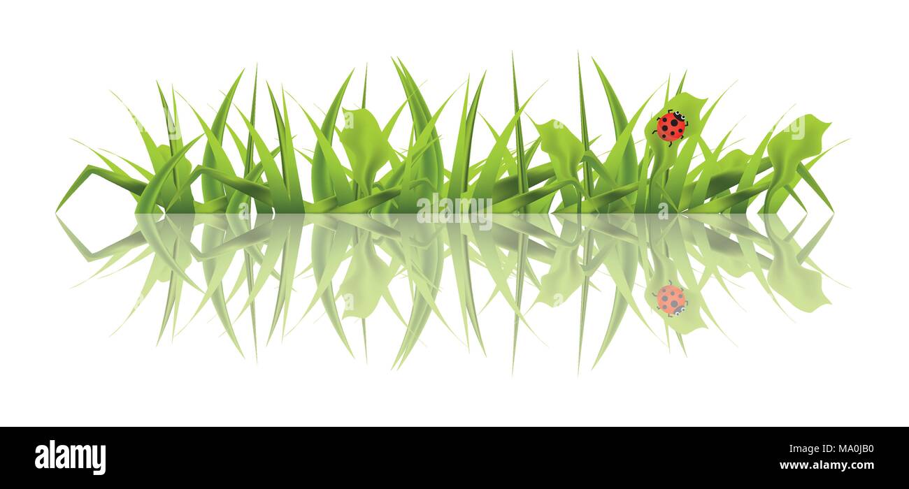 Spring Green Grass with Ladybug Isolated on White Background. Vector ...