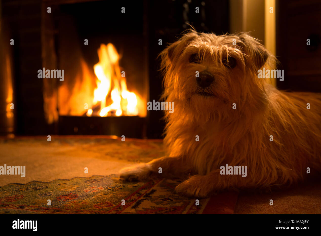 Norfolk terrier by open fire Stock Photo