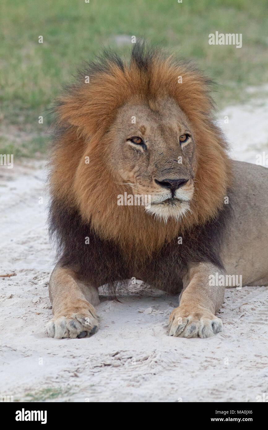 African male lion sitting hi-res stock photography and images - Alamy