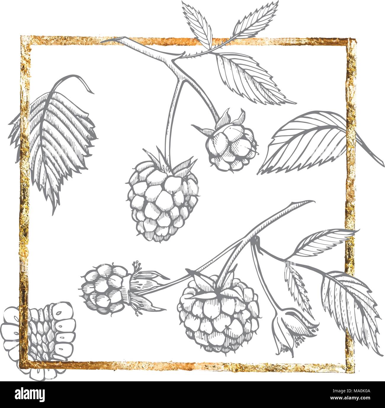 Hand drawn raspberry set isolated on white background. Retro sketch ...
