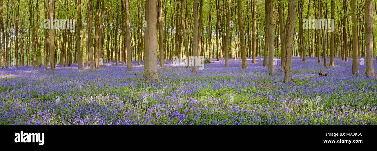 Panoramic photo of bluebells in woods near to Micheldever, Hampshire. The Beech trees are full of fresh green leaves and the air filled with the aroma Stock Photo