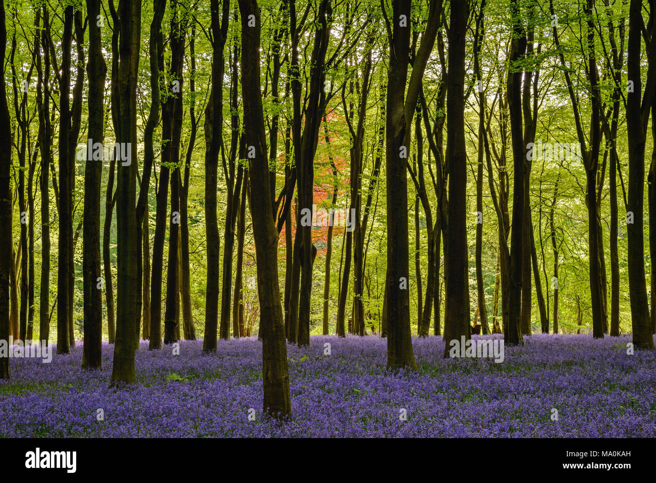 Bluebells in woods near to Micheldever, Hampshire. Looking out towards the edge of this beech tree filled woodland, in the middle is a Copper Beech pr Stock Photo