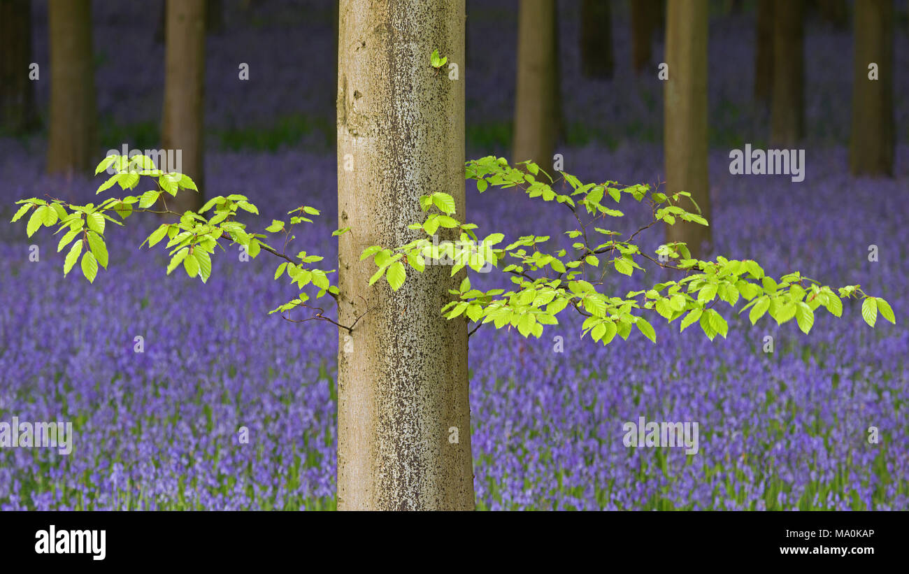 Fresh green leaves on a beech tree at the edge of woodland near to Micheldever in Hampshire. Stock Photo