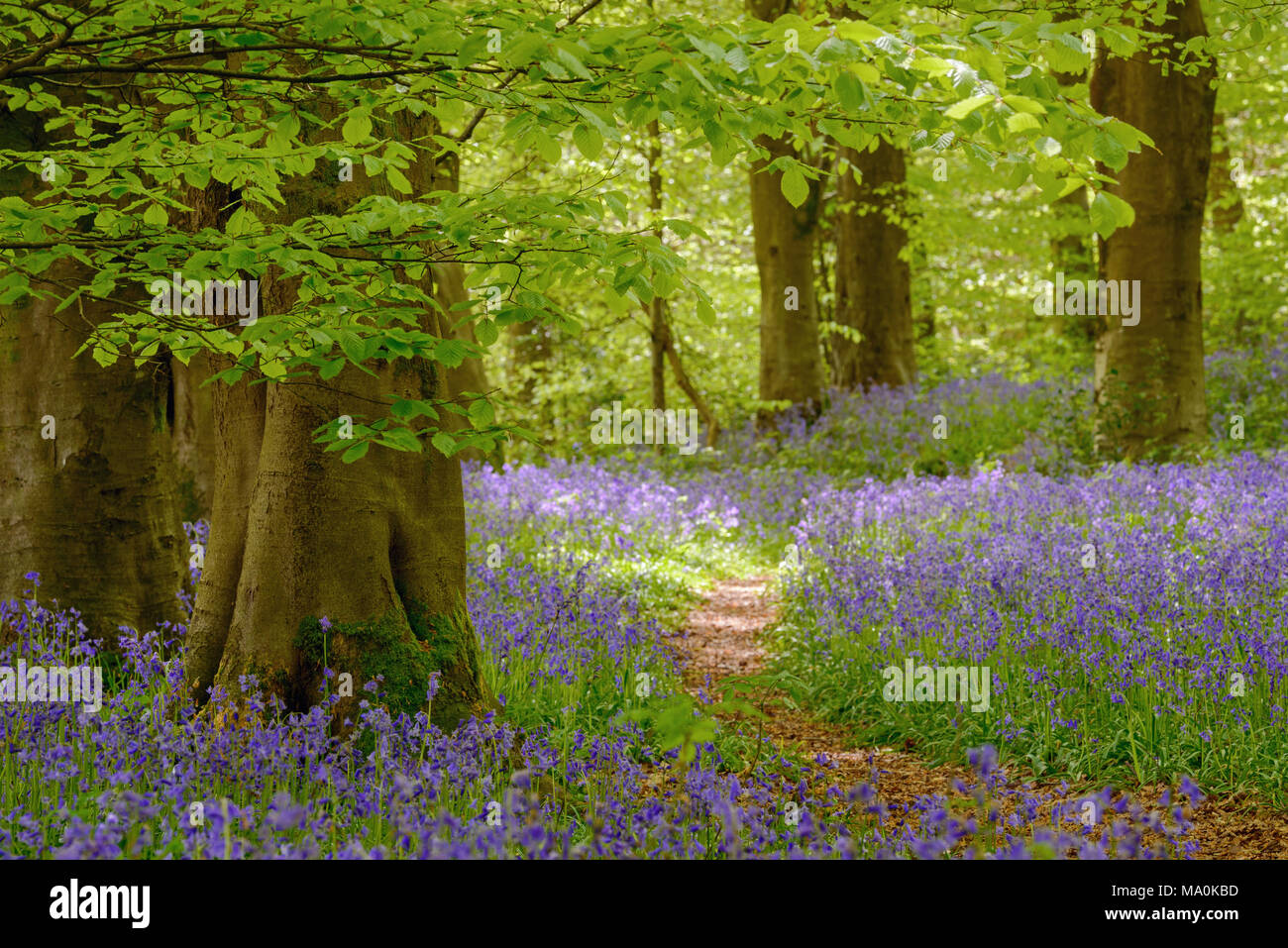 A footpath through bluebells in woods near to Micheldever, Hampshire on a bright sunny day in May. Stock Photo