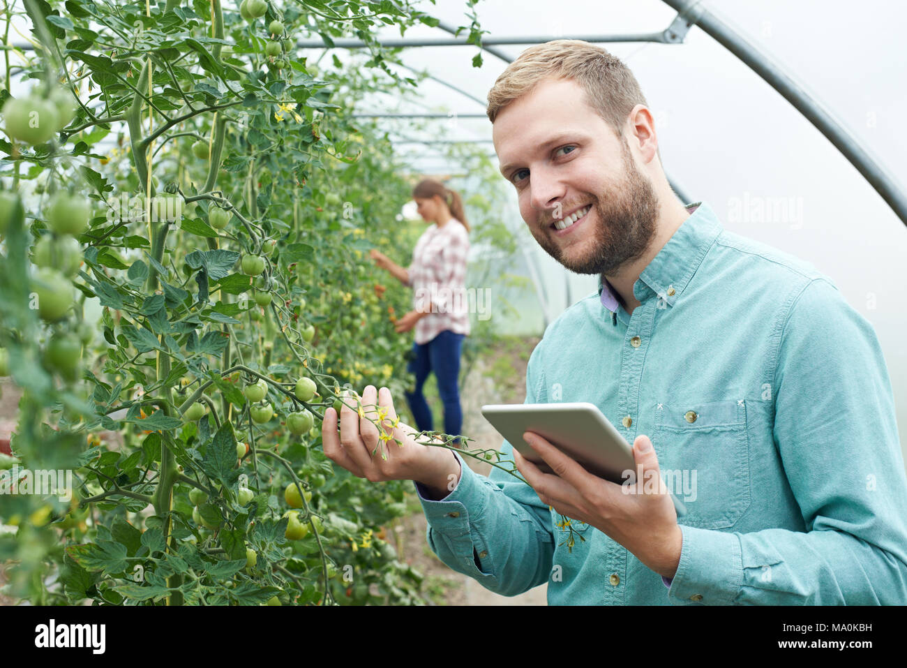Portrait Of Agricultural Workers Checking Tomato Plants Using Digital Tablet Stock Photo