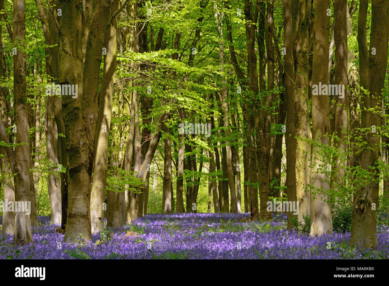 Dappled sunlight on a carpet of bluebells in contrast to the fresh new green Spring foliage of Beech trees in woods near to Micheldever, Hampshire. Stock Photo