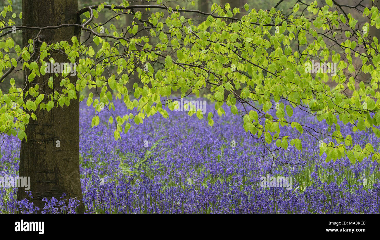 Wet green leaves of a beech tree hanging over a carpet of bluebells in Hampshire woodland after a recent downpour. Stock Photo
