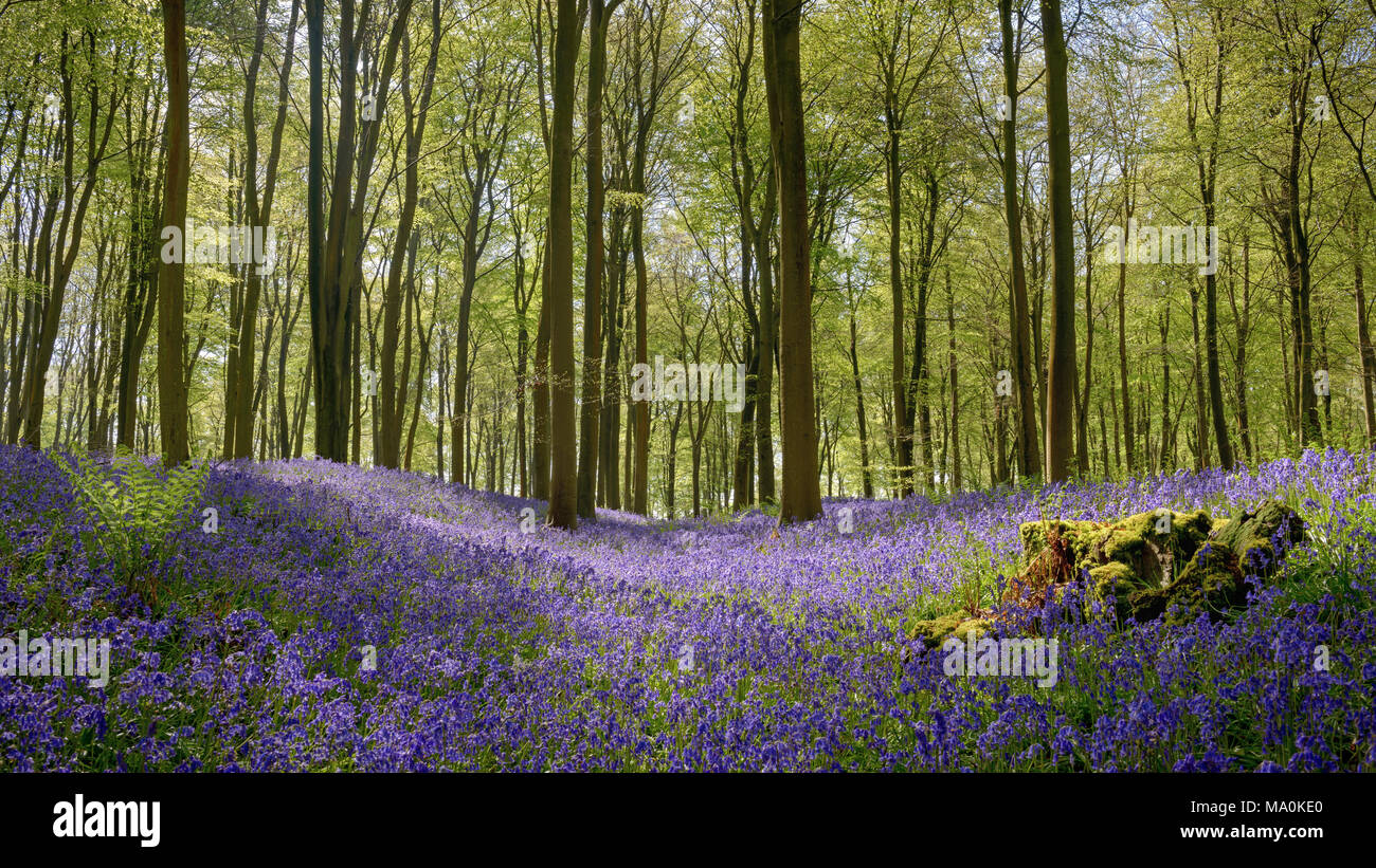 A hollow in the woodland floor covered with bluebells looking up towards the beech trees with fresh green leaves, on a bright sunny spring morning in  Stock Photo