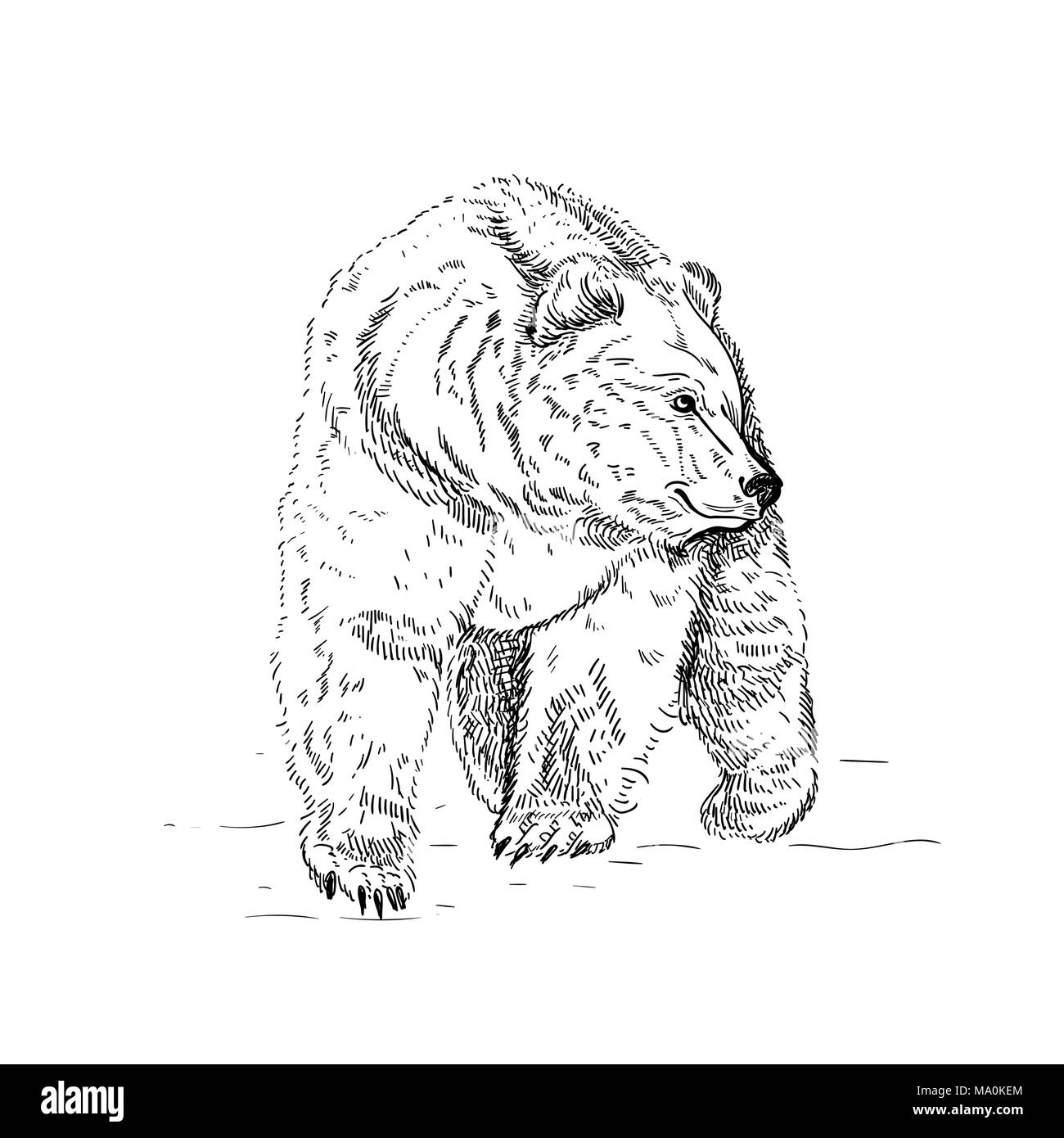 ink illustration. Vector black and white engrave isolated bear Stock ...