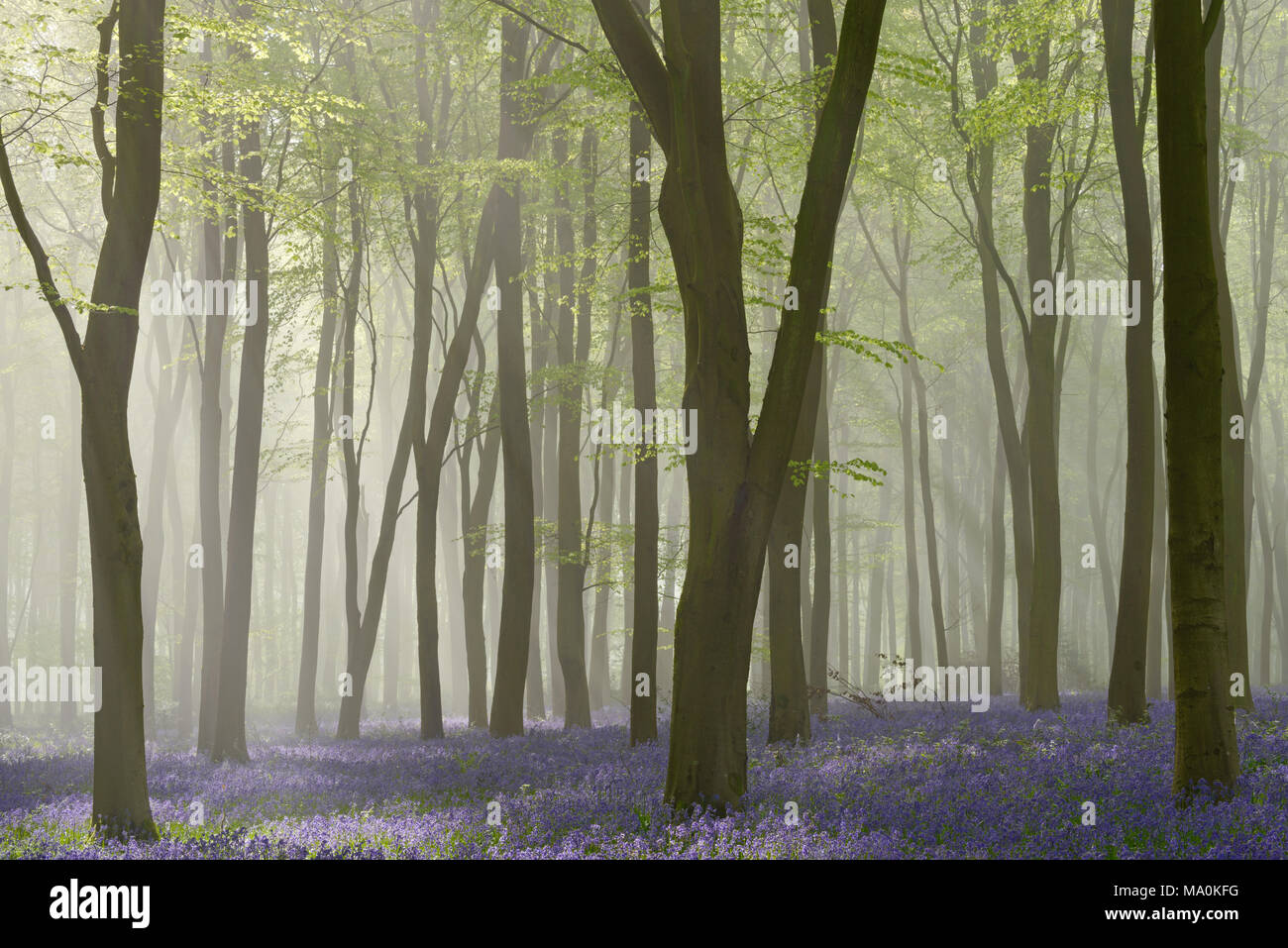 Sunlight breaking through the trees in a mist filled beech woodland carpeted with bluebells. Stock Photo