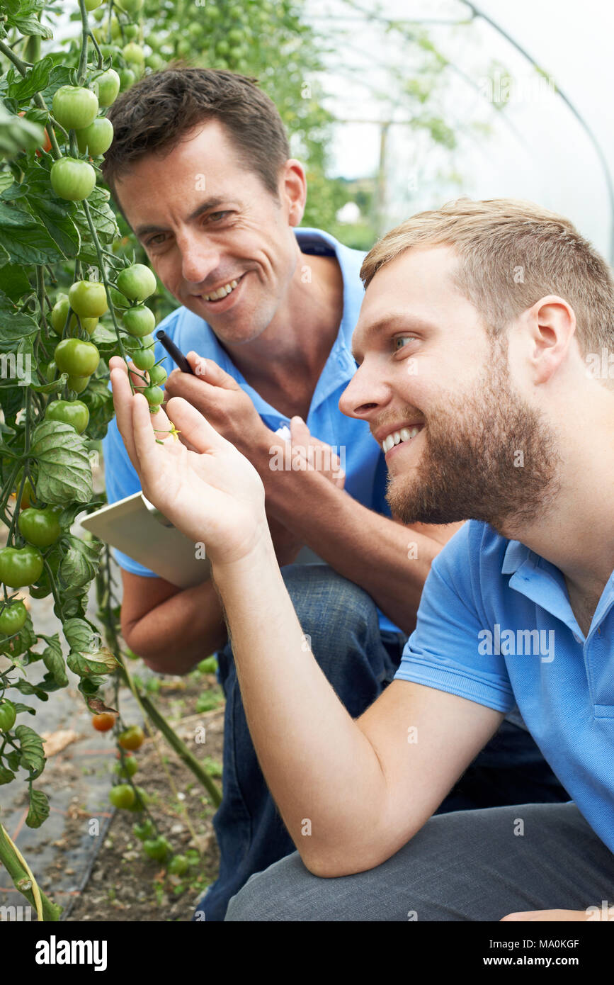 Agricultural Workers Checking Tomato Plants Using Digital Tablet Stock Photo