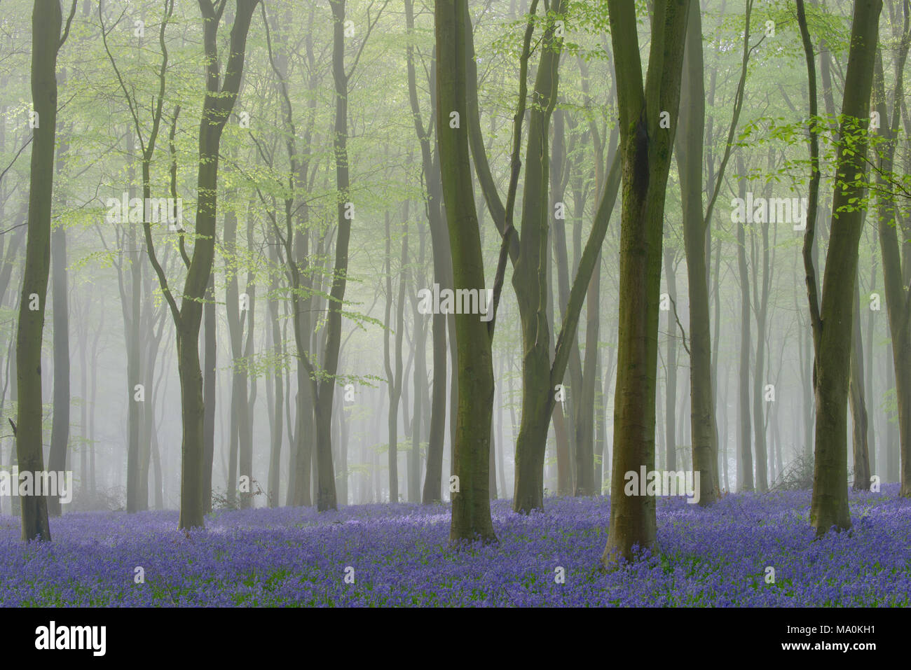 Mist filled beech woodland carpeted with bluebells. Stock Photo