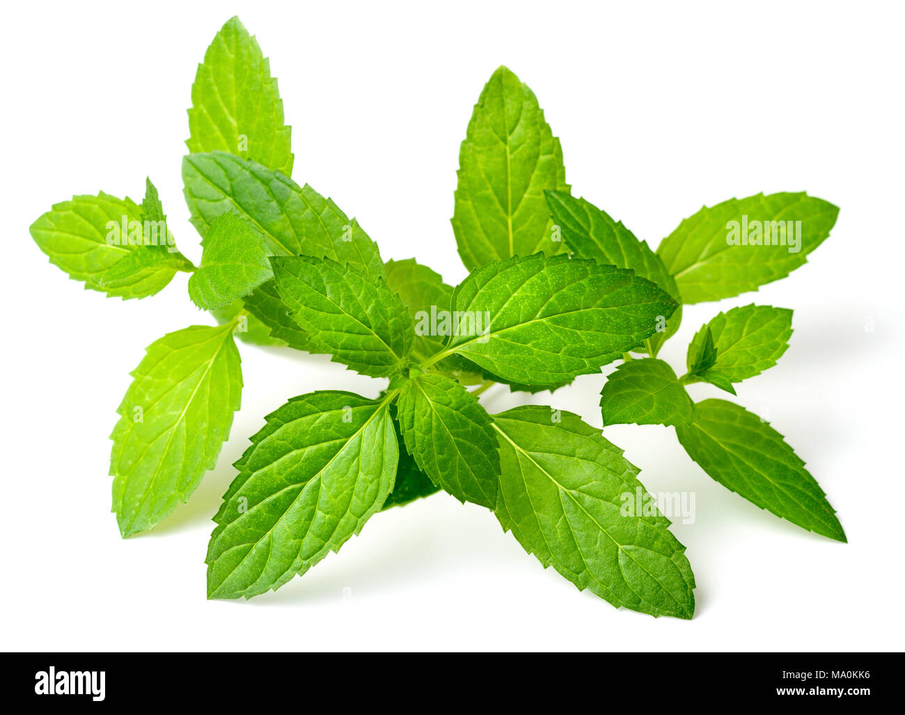 fresh peppermint leaves isolated on white background Stock Photo Alamy