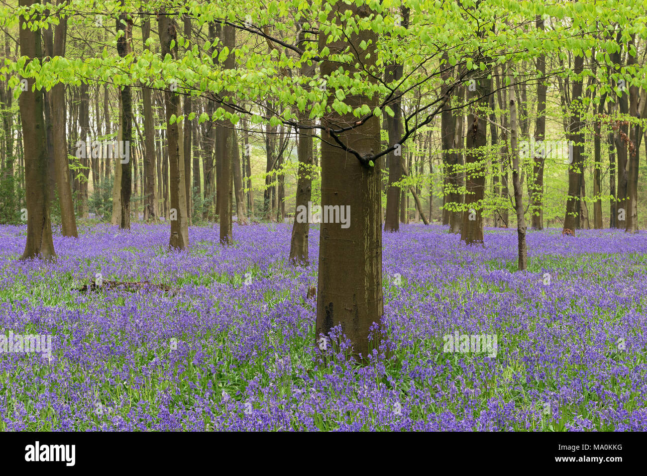 Bluebells carpet the woodland floor beneath the lime green leaves of a young Beech tree in woods near to Micheldever in Hampshire, England. An overnig Stock Photo