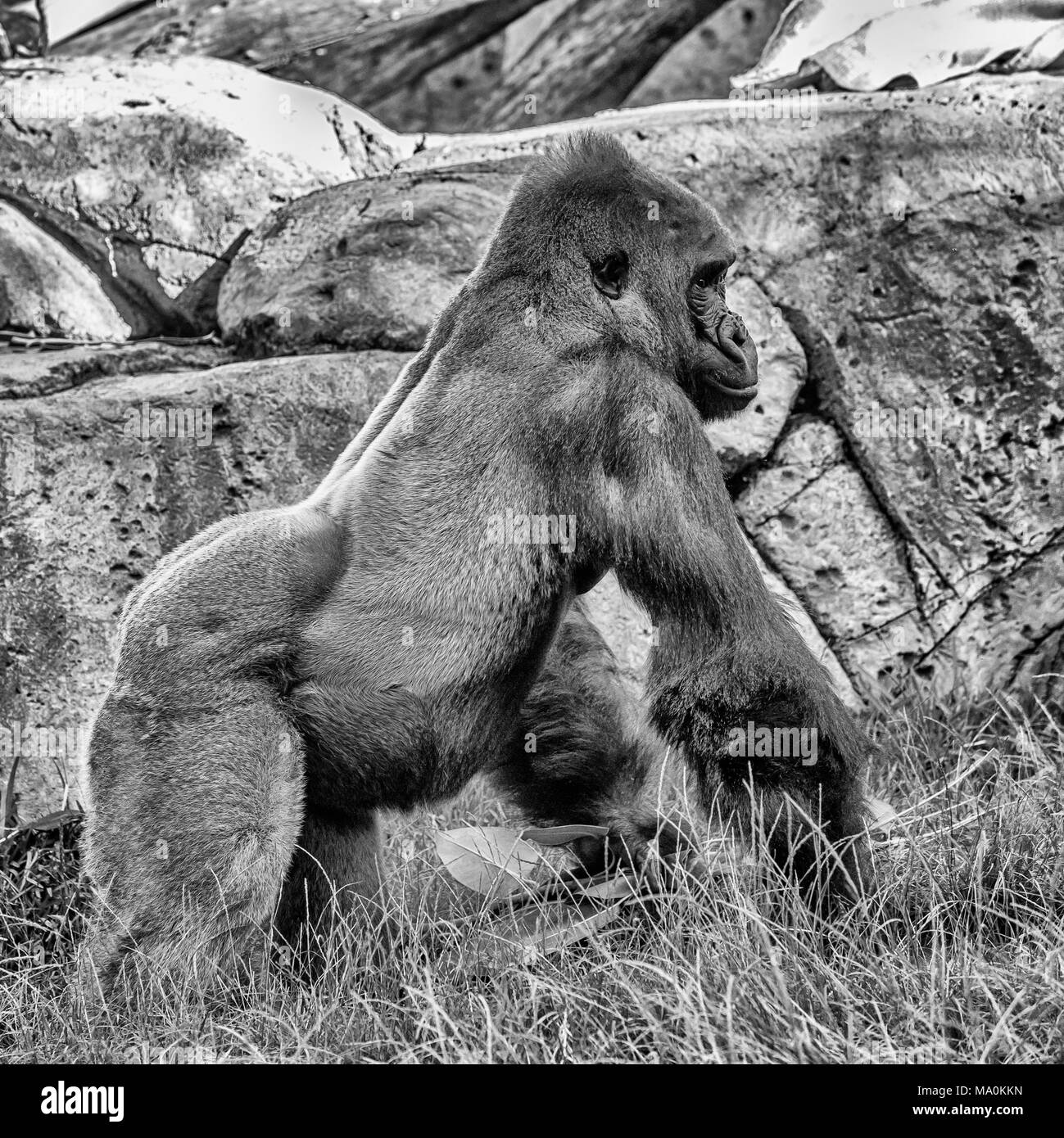 Silverback Gorilla in Blue Grey by Jean-No