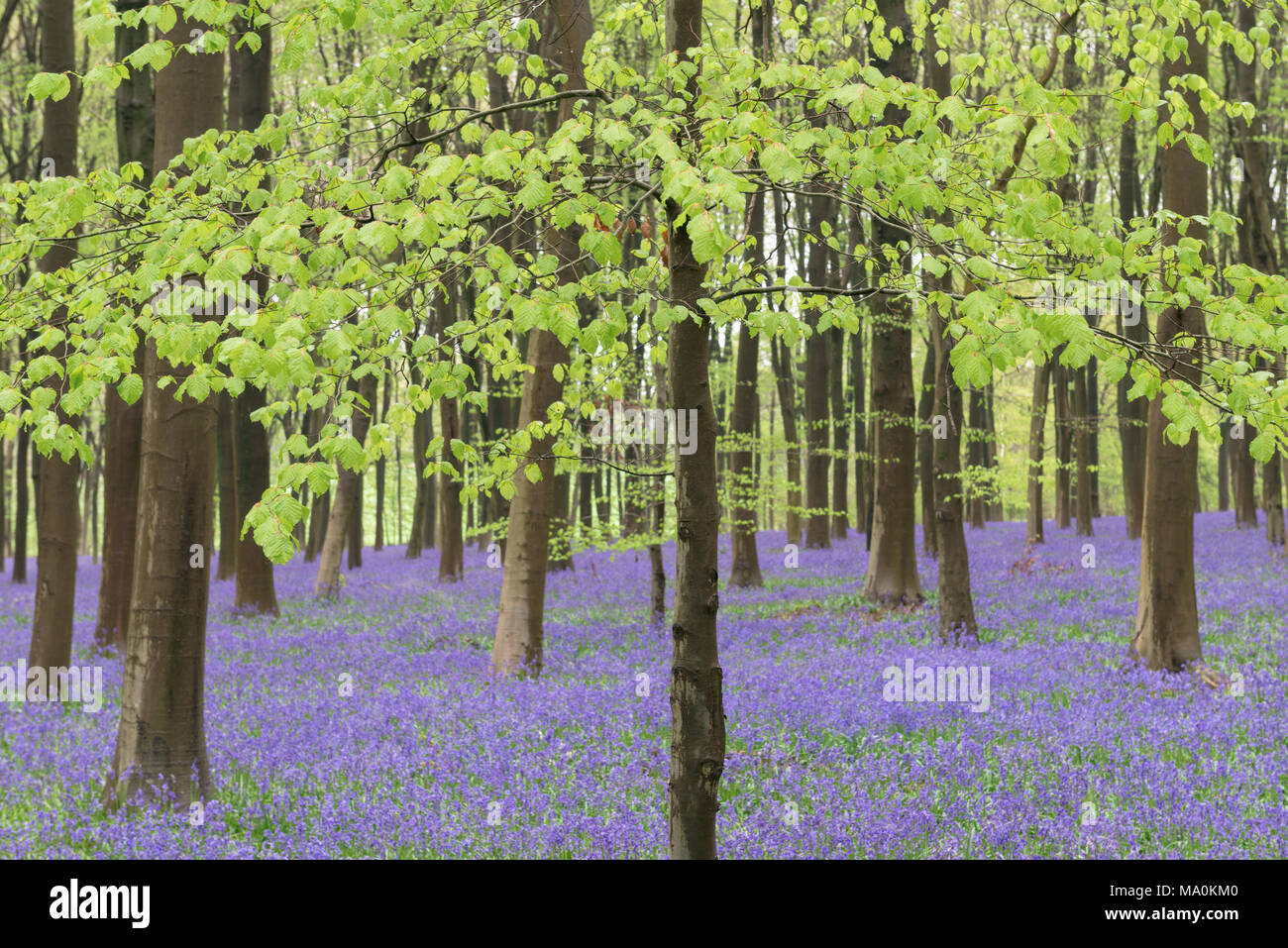 Bluebells carpet the woodland floor beneath the lime green leaves of a young Beech tree in woods near to Micheldever in Hampshire, England. An overnig Stock Photo