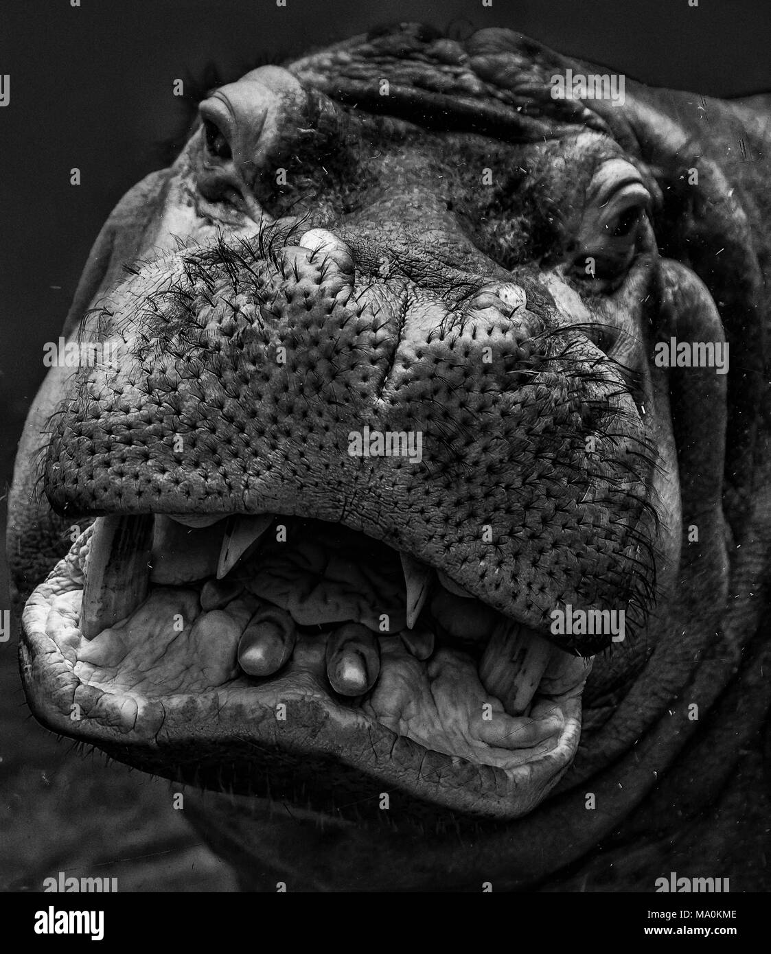 hippo at san diego zoo, ca us Stock Photo - Alamy