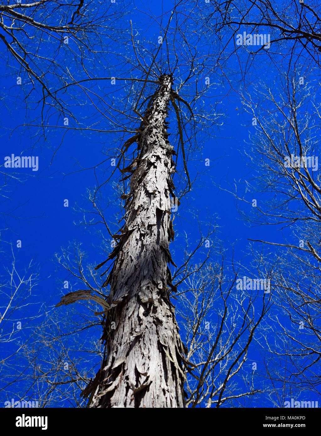 Peeling bark and branches of a shagbark hickory silhouetted against a blue sky in winter Stock Photo