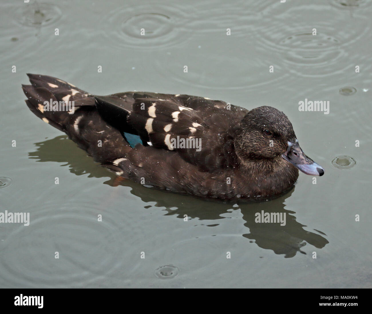 South African Black Duck (anas sparsa), UK Stock Photo