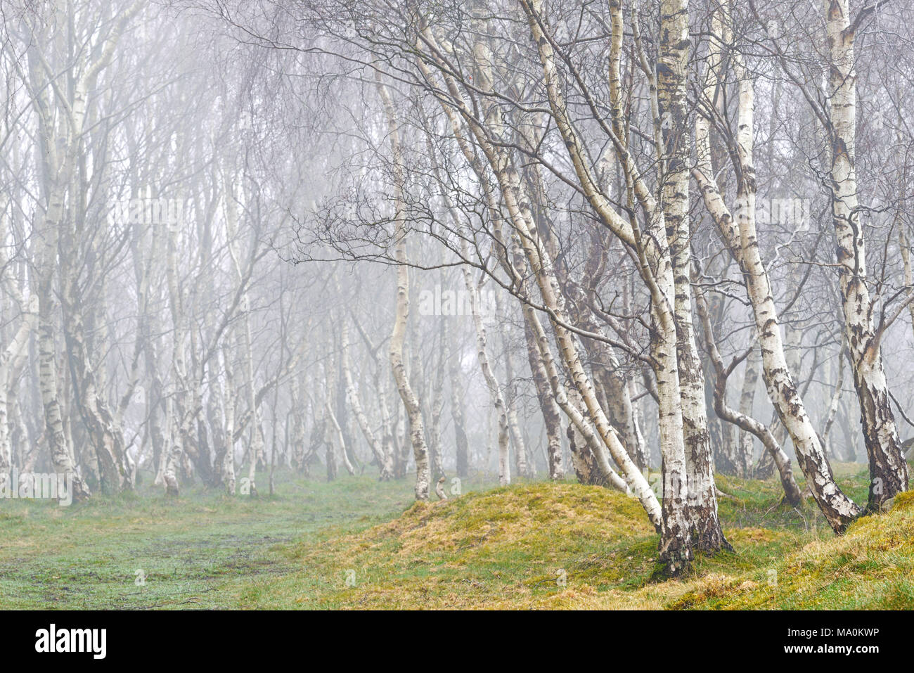 Misty day amongst the silver birch trees in woodland surrounding Bolehill Quarry in the Peak District national park. Stock Photo