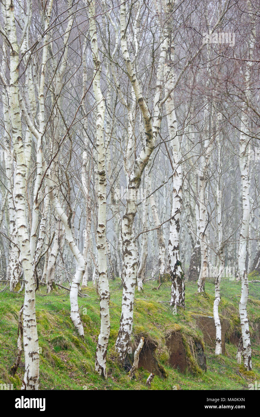 Misty day in a silver birch tree woodland surrounding Bolehill Quarry in the Peak District national park. Stock Photo