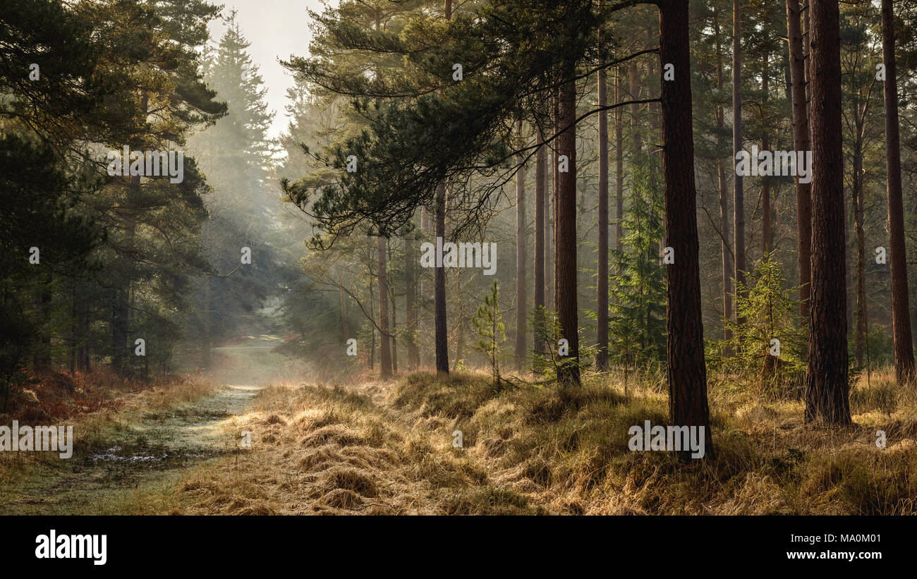 Early morning sunshine breaking through the trees in a New Forest inclosure. Stock Photo