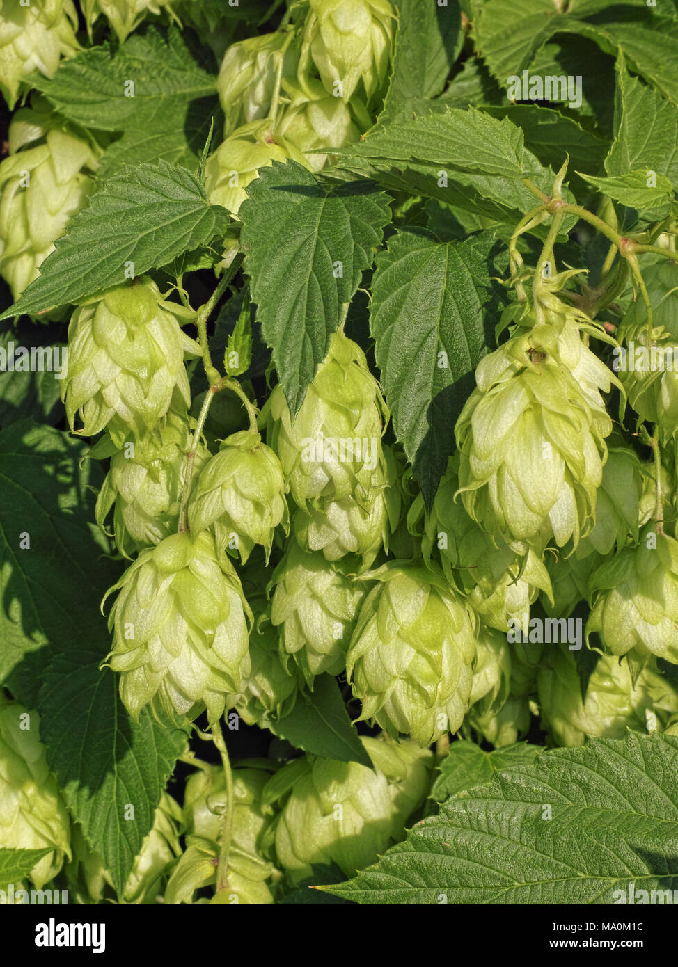 leaves and flowers of common hop plant Stock Photo