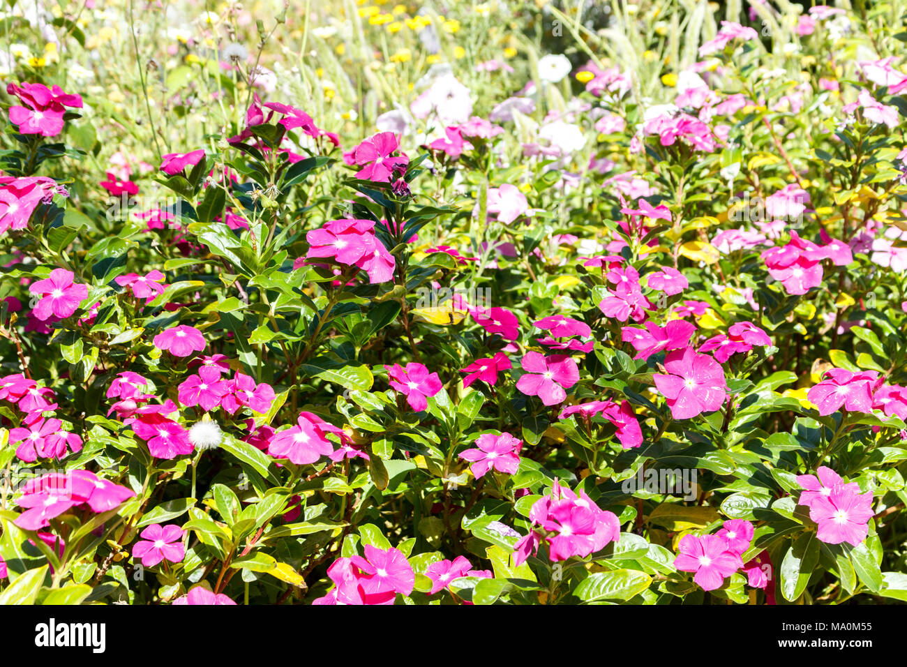 pink blud geranium cinereum flower background, garden background. Stock Photo