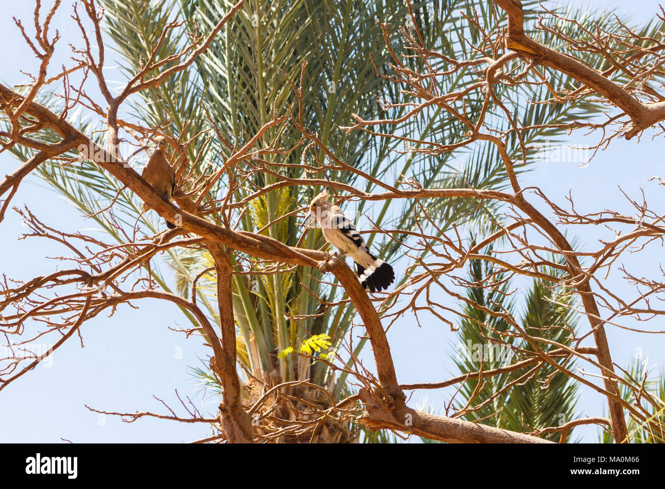Egypt hoopoe in a tree in sunny day. Stock Photo