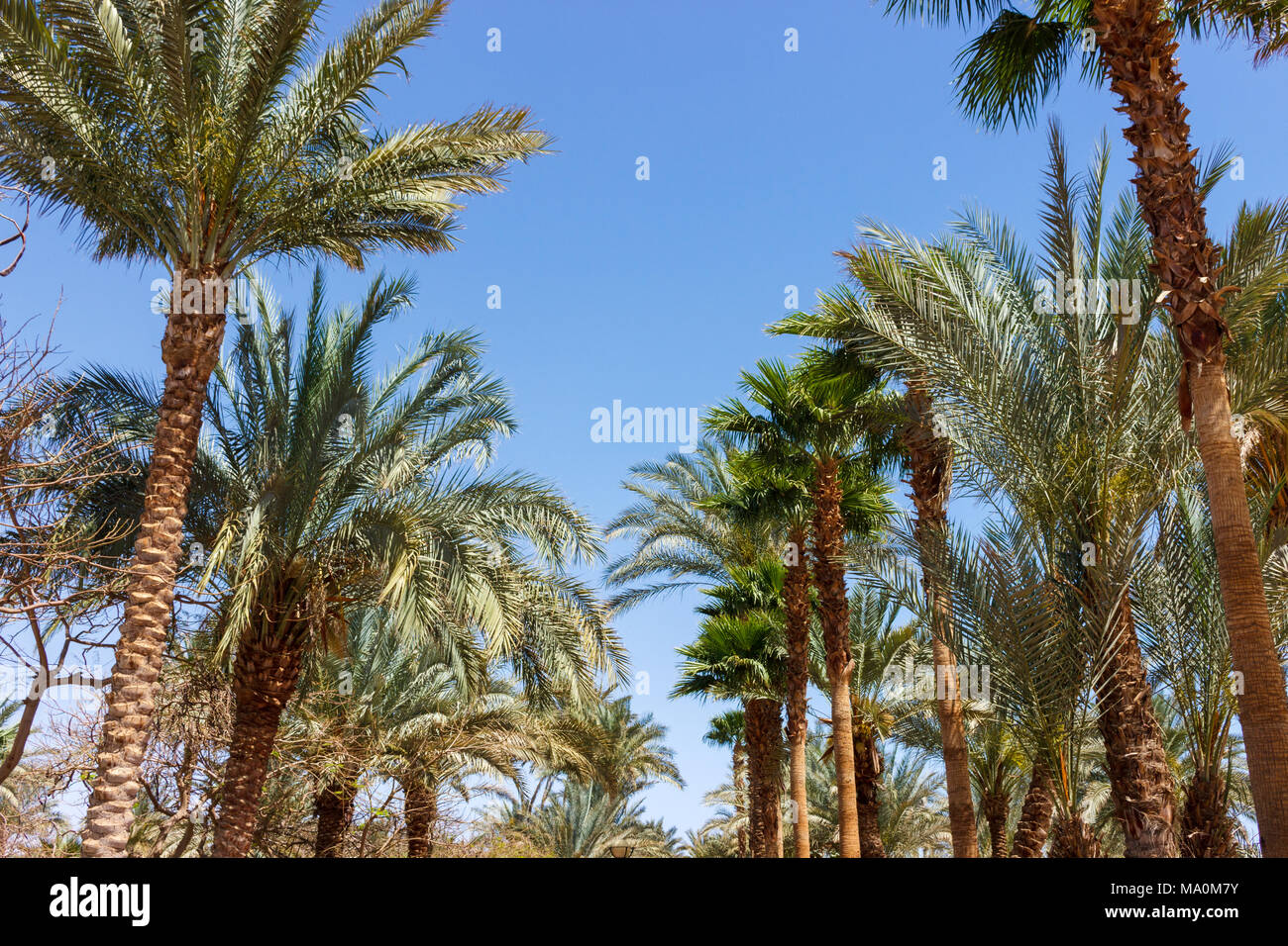 Alley palms on island tropical hi-res stock photography and images - Alamy