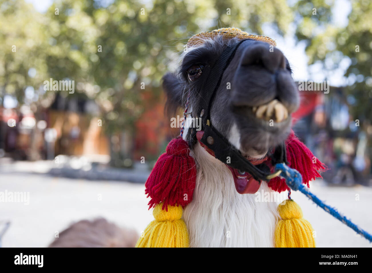 Decorated llama on the street of Santiago de Chile Stock Photo Alamy