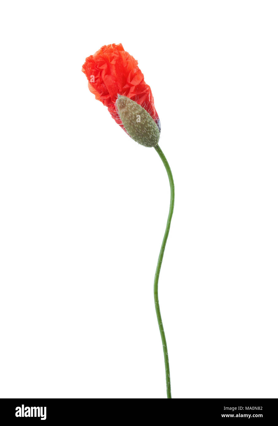 A burgeoning red poppy isolated on white background Stock Photo - Alamy