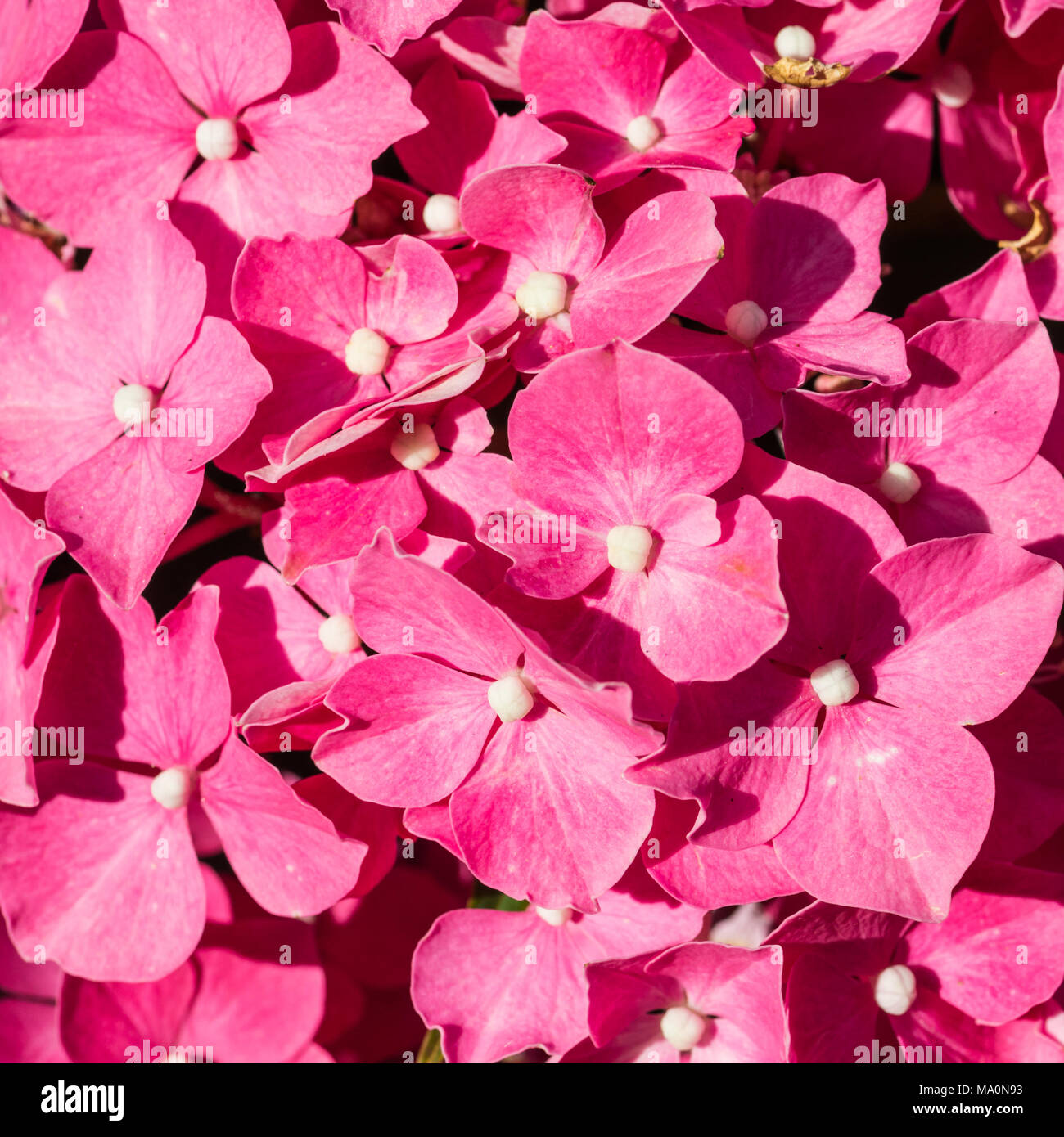 A macro shot of some pink hydrangea bracts. Stock Photo