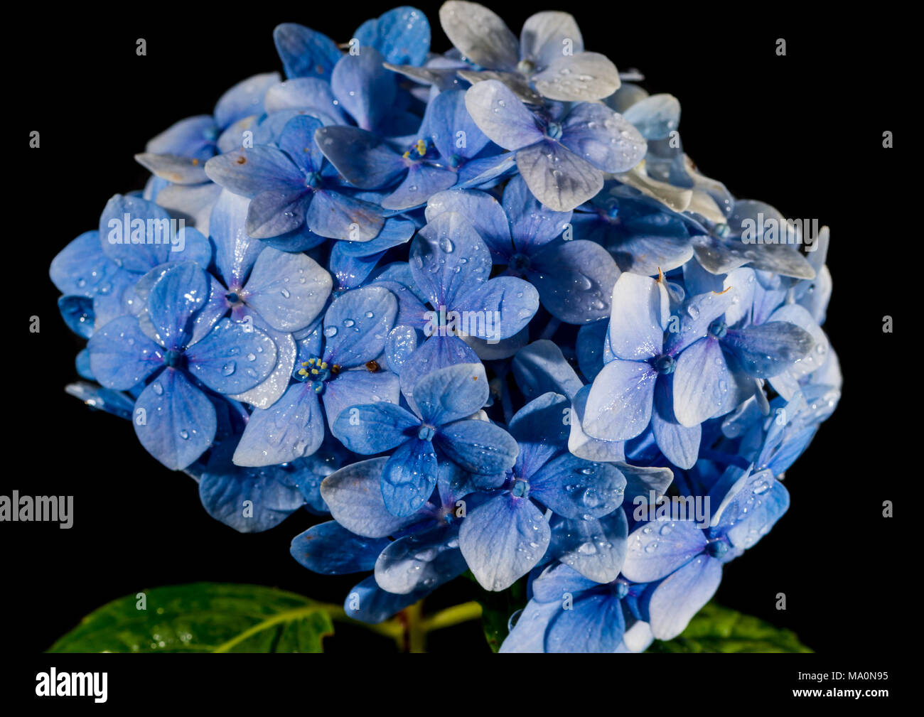 A macro shot of a blue ball of hydrangea bracts shot against a black background. Stock Photo