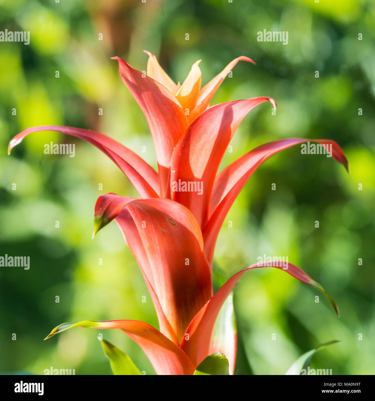 A macro shot of a guzmania bloom. Stock Photo