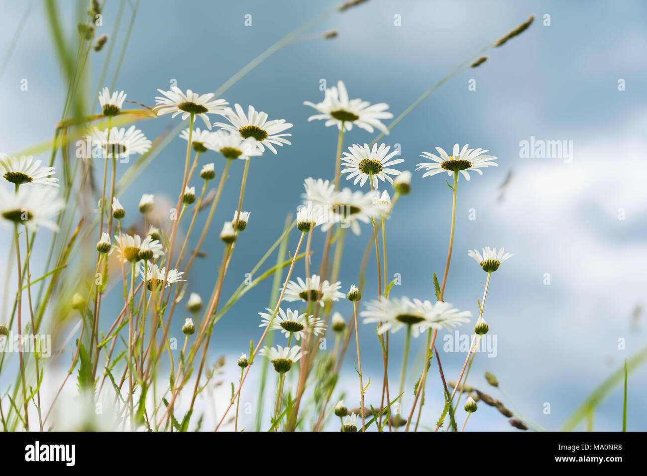 Closeup beautiful white daisies in wind. Looking through flowers into