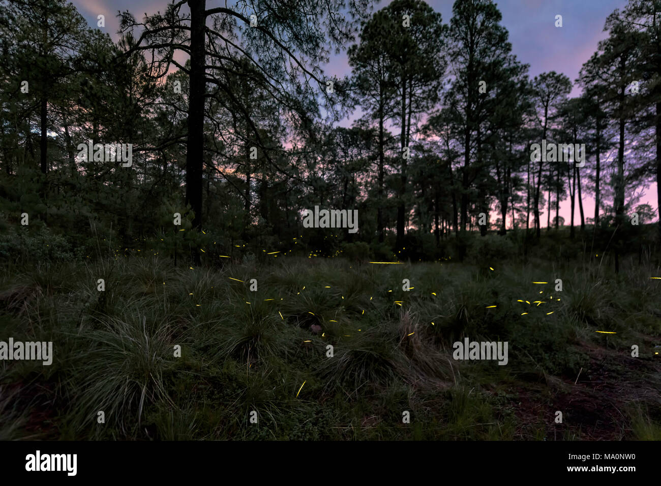 Fireflies during mating event Stock Photo Alamy