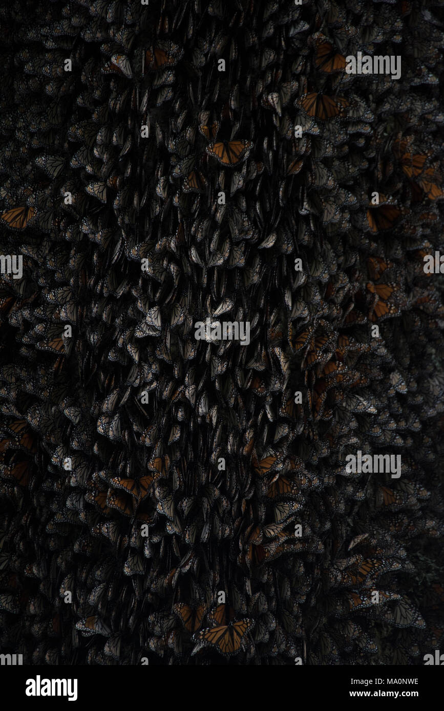 Monarch butterflies hibernating michoacan hires stock photography and