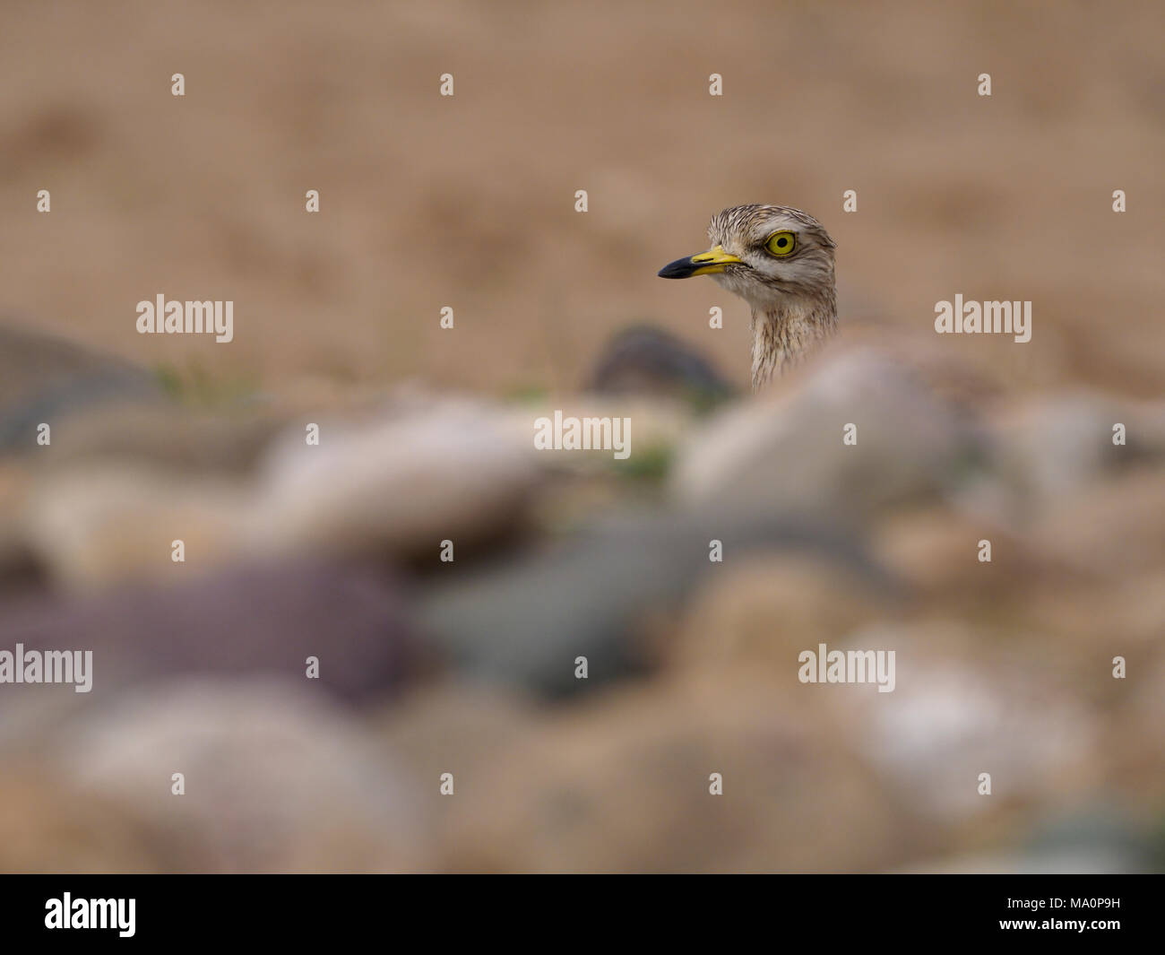 Stone curlew, Burhinus oedicnemus, single bird,  Morocco, March 2018 Stock Photo