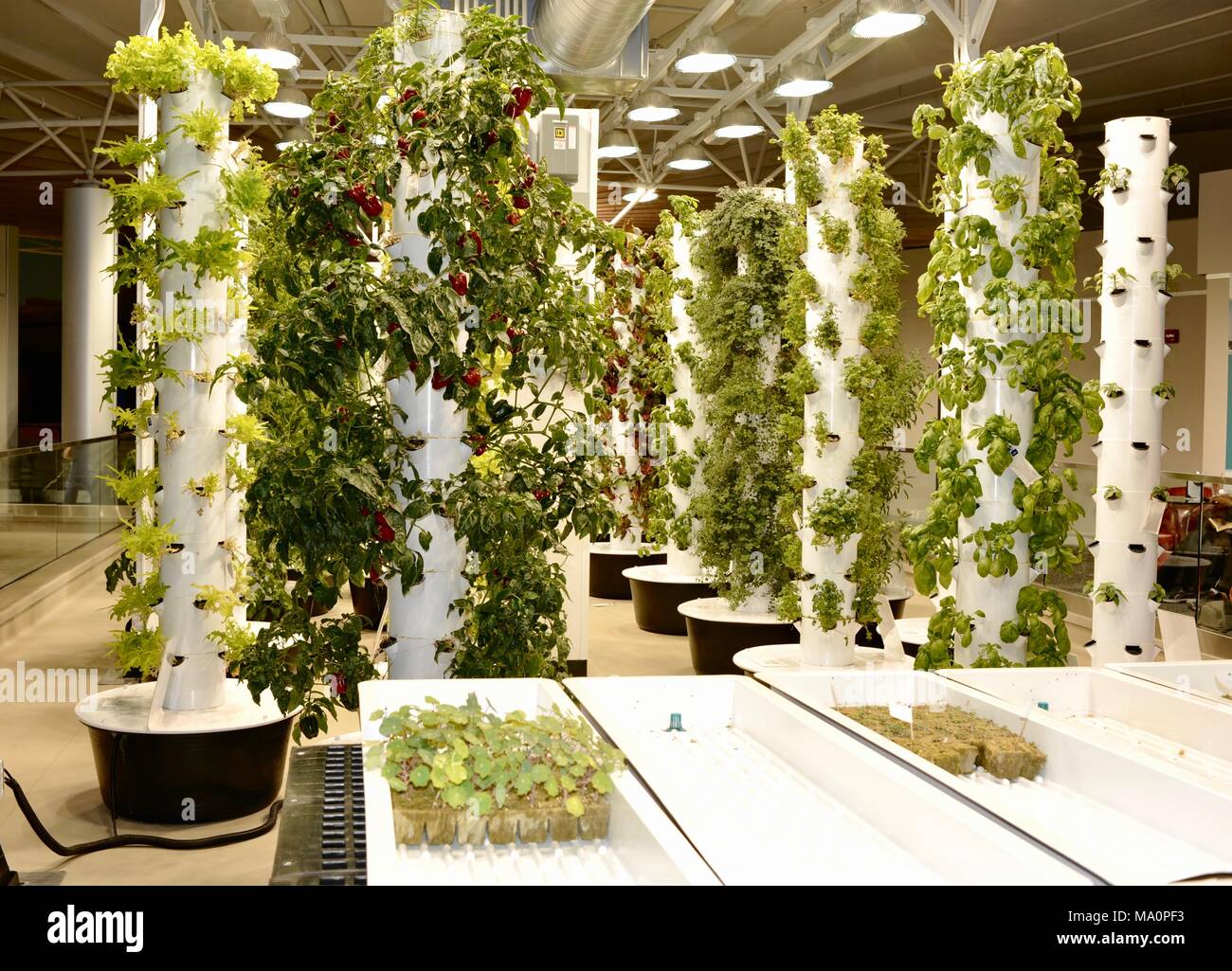 Urban gardening vertical growing with grow lights, inside Rotunda Building  (world first) Chicago O'Hare International Airport, Chicago, Illinois, USA  Stock Photo - Alamy, image size:1300x1025
