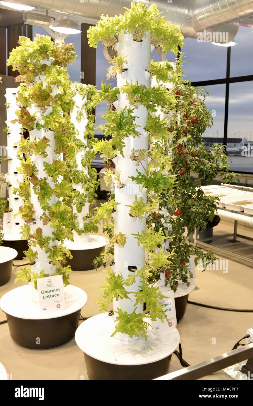 Urban gardening vertical growing with grow lights, inside Rotunda Building  (world first) Chicago O'Hare International Airport, Chicago, Illinois, USA  Stock Photo - Alamy, image size:865x1390