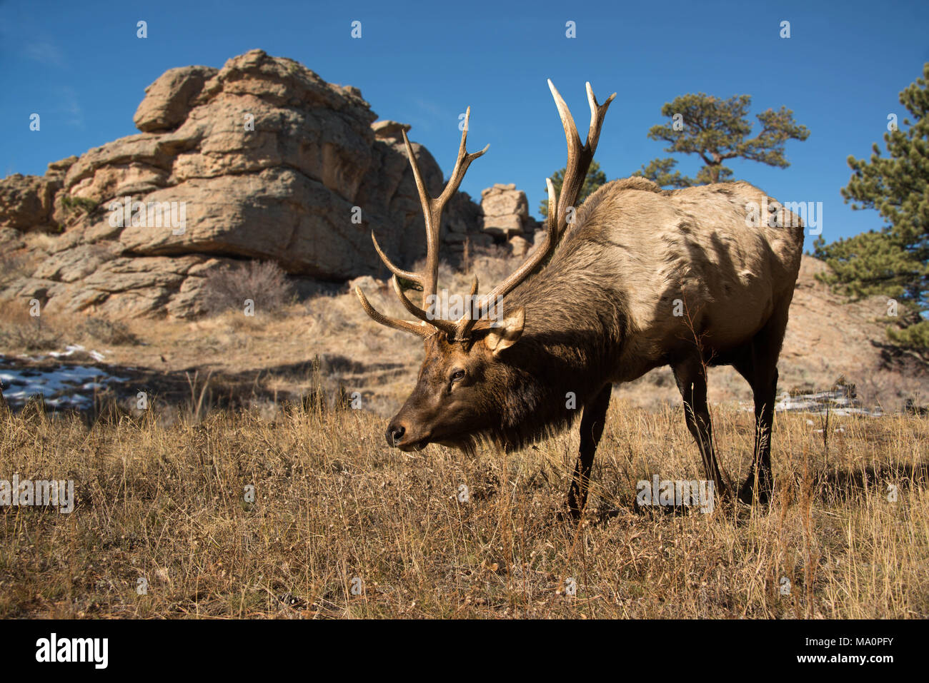 Bull elk with large antlers grazing in morning sun in Colorado Rocky Mountains Stock Photo