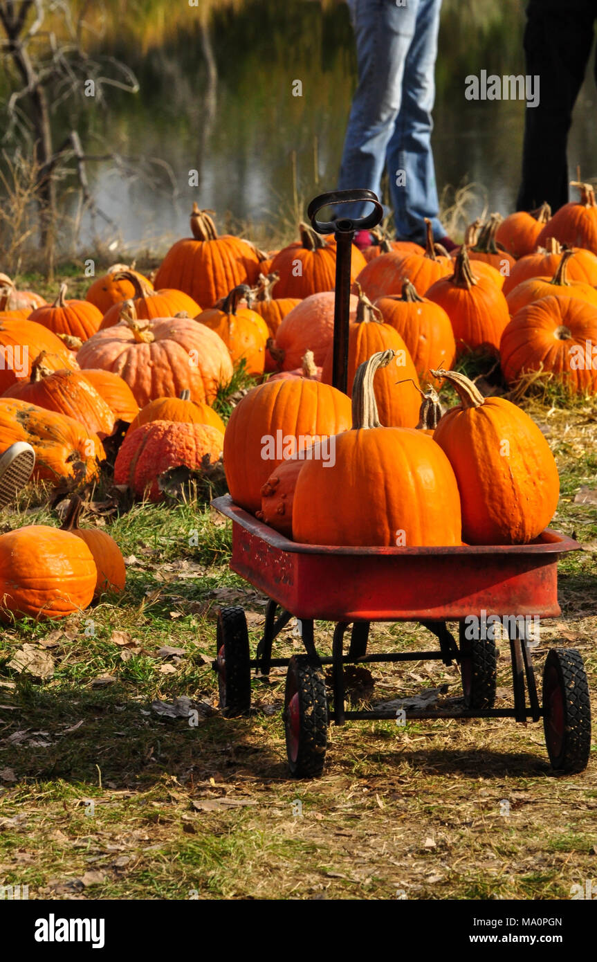 Pumpkins being collected in red wagon at pumpkin patch during harvest time and for Halloween decorations Stock Photo