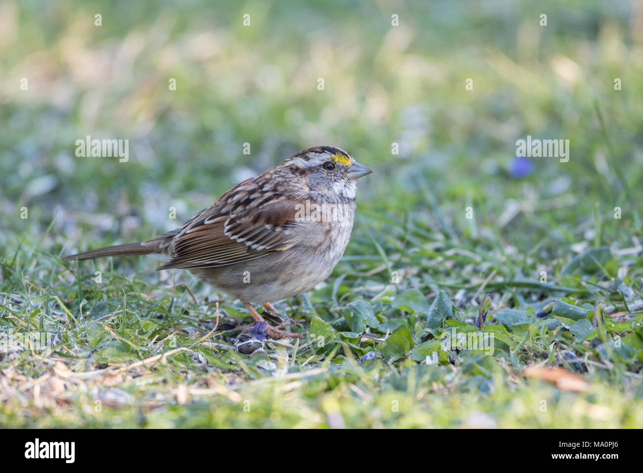 White-throated sparrow on a frosty lawn. Stock Photo