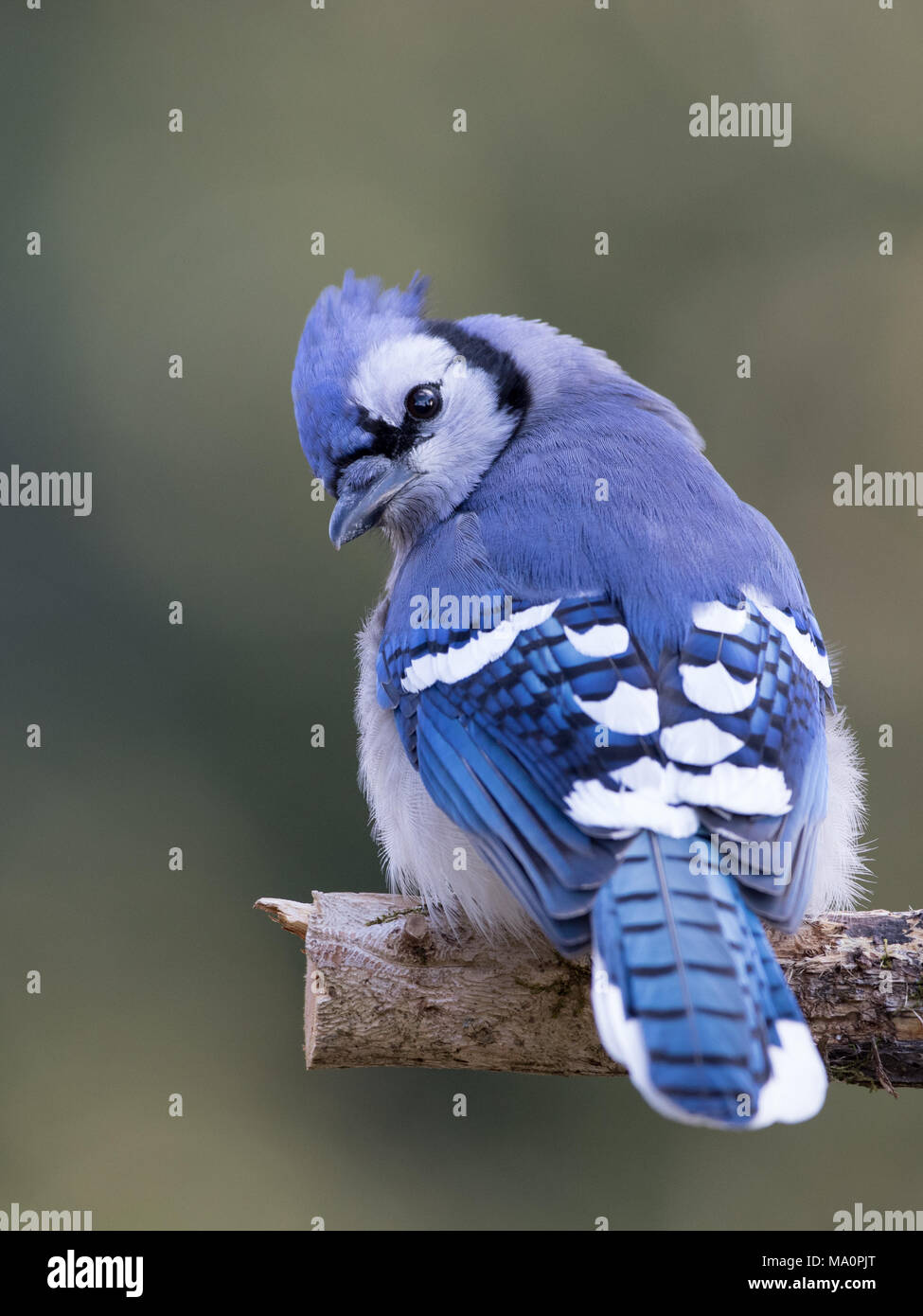 Portrait of a curious blue jay. Stock Photo