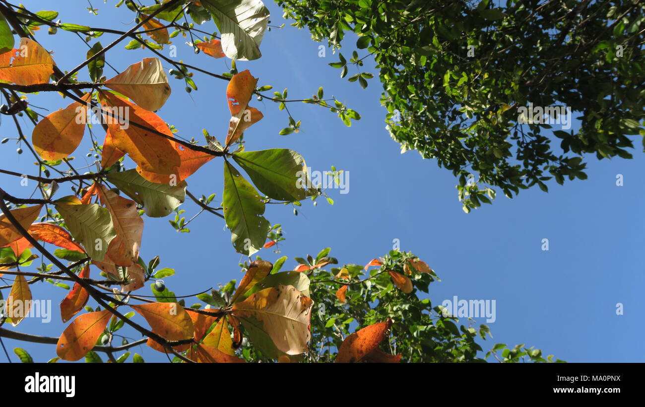 Autumn Leaf Color Stock Photo - Alamy