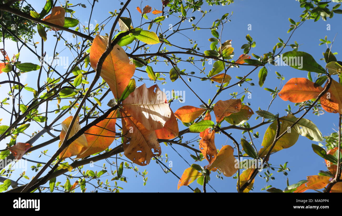 Autumn Leaf Color Stock Photo - Alamy