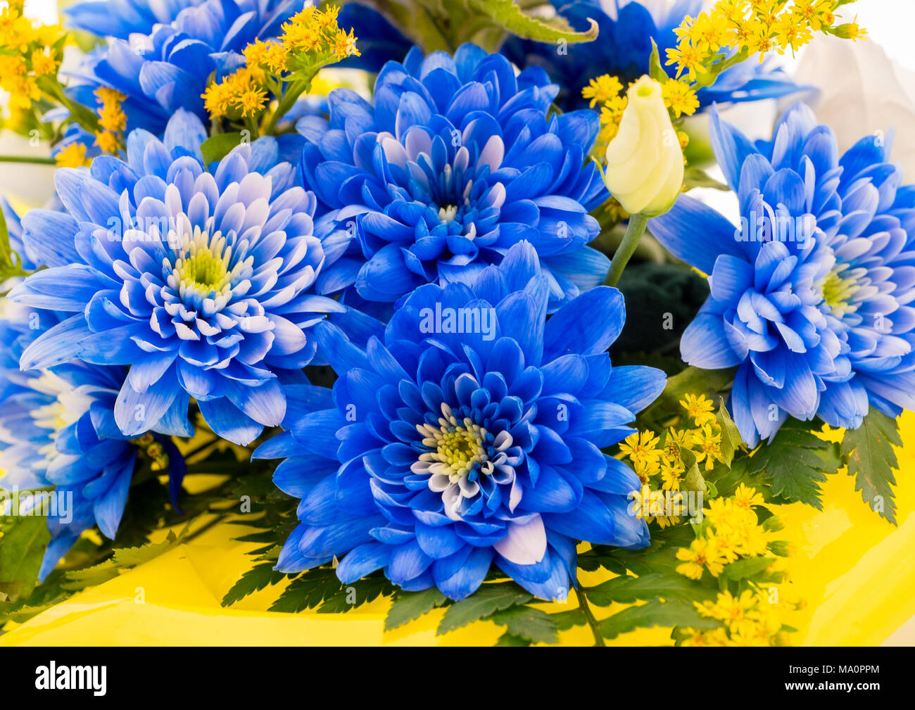 Blue aster flowers and other species in a floral bouquet Stock Photo