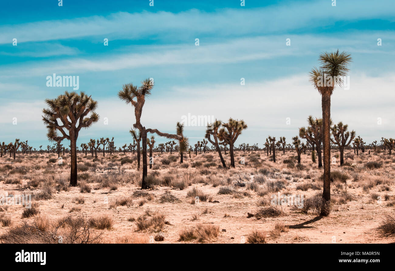 Arizona landscape tree hires stock photography and images Alamy